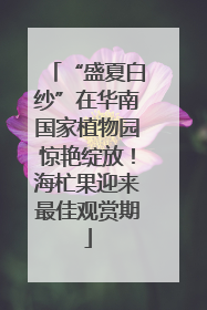 “盛夏白纱”在华南国家植物园惊艳绽放！海杧果迎来最佳观赏期