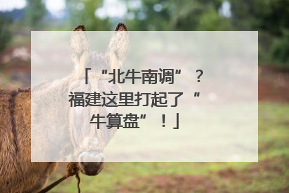 “北牛南调”？福建这里打起了“牛算盘”！
