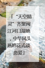 “天空精灵”齐聚闽江河口湿地，中华凤头燕鸥花式谈恋爱