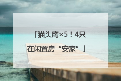 猫头鹰×5！4只在闲置房“安家”