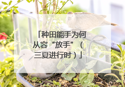 种田能手为何从容“放手”（三夏进行时）
