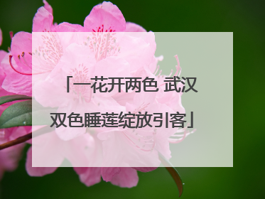 一花开两色 武汉双色睡莲绽放引客