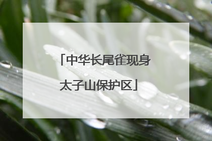 中华长尾雀现身太子山保护区