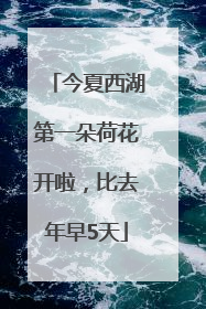 今夏西湖第一朵荷花开啦，比去年早5天
