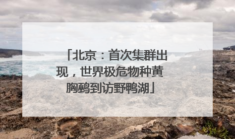 北京：首次集群出现，世界极危物种黄胸鹀到访野鸭湖