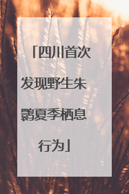 四川首次发现野生朱鹮夏季栖息行为
