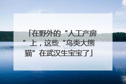 在野外的“人工产房”上，这些“鸟类大熊猫”在武汉生宝宝了