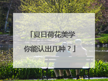 夏日荷花美学 你能认出几种？