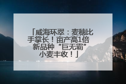 威海环翠：麦穗比手掌长！亩产高1倍 新品种“巨无霸”小麦丰收！