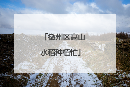 徽州区高山水稻种植忙