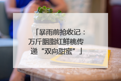 暴雨前抢收记：万斤胭脂红鲜桃传递“双向甜蜜”