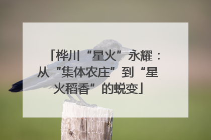 桦川“星火”永耀：从“集体农庄”到“星火稻香”的蜕变