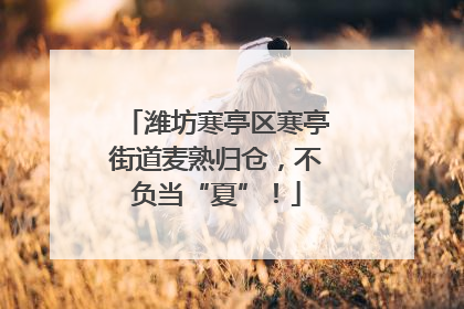 潍坊寒亭区寒亭街道麦熟归仓，不负当“夏”！