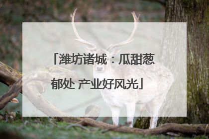 潍坊诸城：瓜甜葱郁处 产业好风光