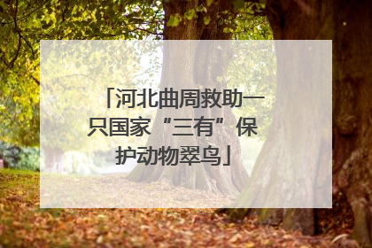河北曲周救助一只国家“三有”保护动物翠鸟