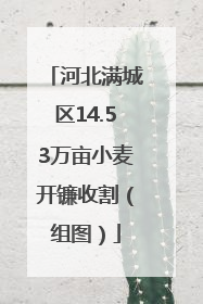 河北满城区14.53万亩小麦开镰收割（组图）