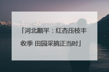 河北顺平：红杏压枝丰收季 田园采摘正当时