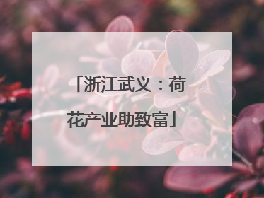 浙江武义：荷花产业助致富