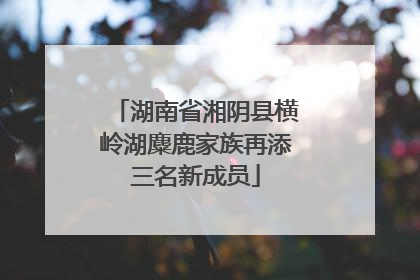 湖南省湘阴县横岭湖麋鹿家族再添三名新成员