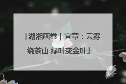 湖湘画卷｜宜章：云雾绕茶山 绿叶变金叶