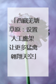 西藏羌塘草原：设置人工鹰架 让更多猛禽翱翔天空