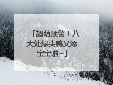 超萌预警！八大处绿头鸭又添宝宝啦~