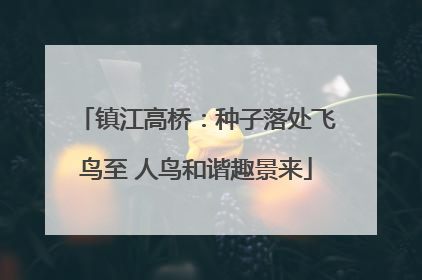 镇江高桥：种子落处飞鸟至 人鸟和谐趣景来