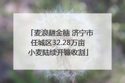 麦浪翻金穗 济宁市任城区32.28万亩小麦陆续开镰收割