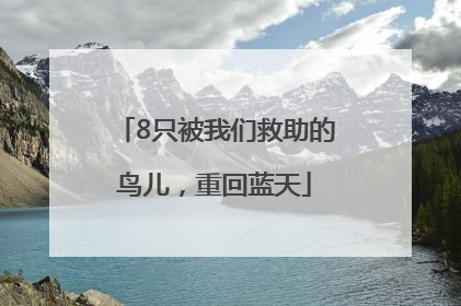 8只被我们救助的鸟儿，重回蓝天